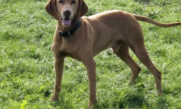 Hungarian Vizsla