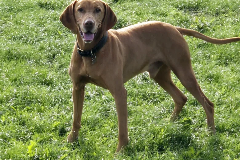 Hungarian Vizsla