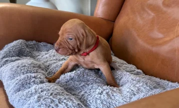 Hungarian Vizsla