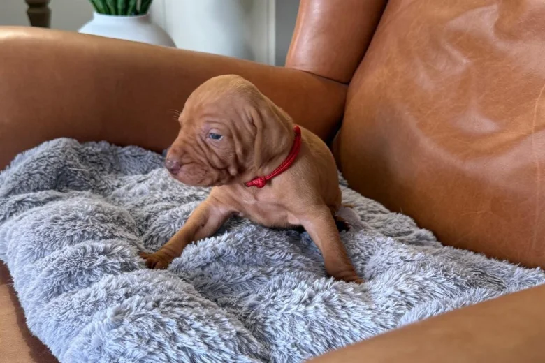 Hungarian Vizsla