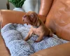 Hungarian Vizsla