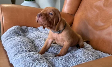 Hungarian Vizsla