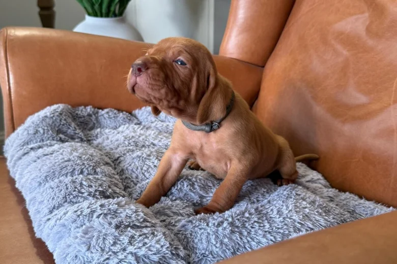 Hungarian Vizsla