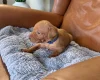Hungarian Vizsla