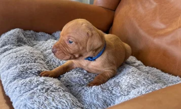 Hungarian Vizsla