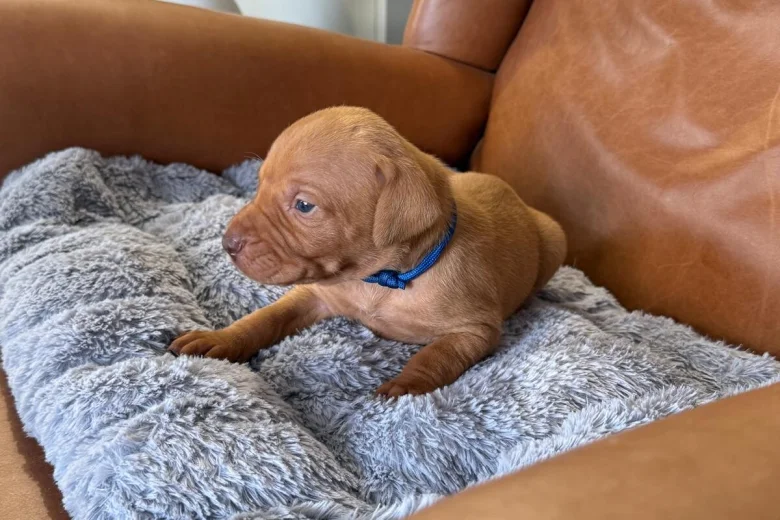 Hungarian Vizsla