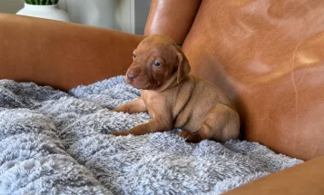 Hungarian Vizsla