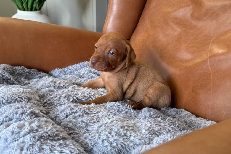 Hungarian Vizsla