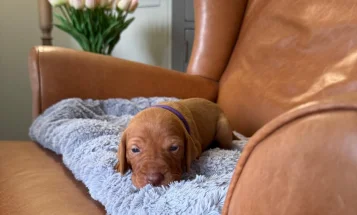 Hungarian Vizsla