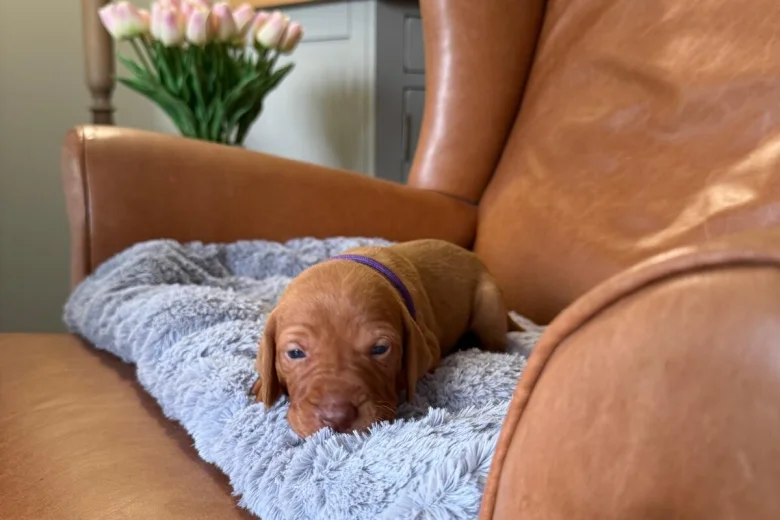 Hungarian Vizsla