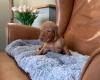 Hungarian Vizsla