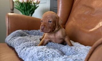 Hungarian Vizsla