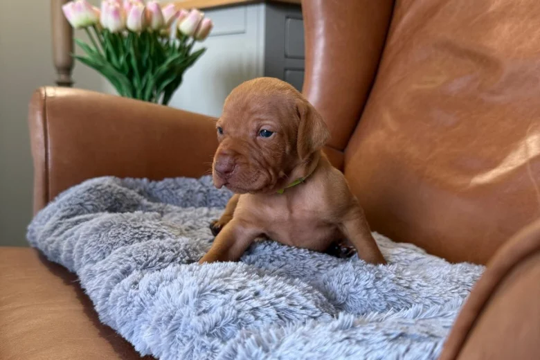 Hungarian Vizsla