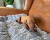 Hungarian Vizsla