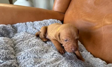 Hungarian Vizsla