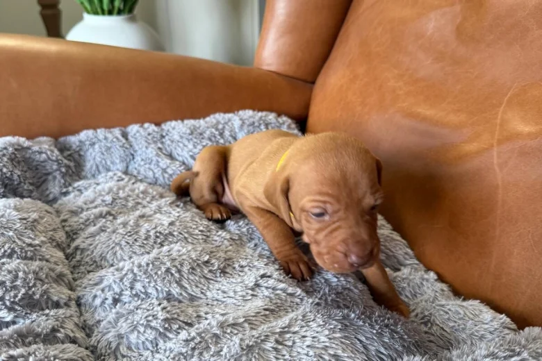 Hungarian Vizsla