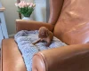 Hungarian Vizsla