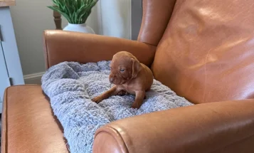Hungarian Vizsla