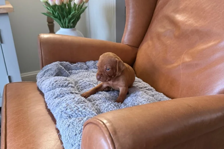 Hungarian Vizsla