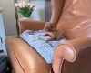 Hungarian Vizsla