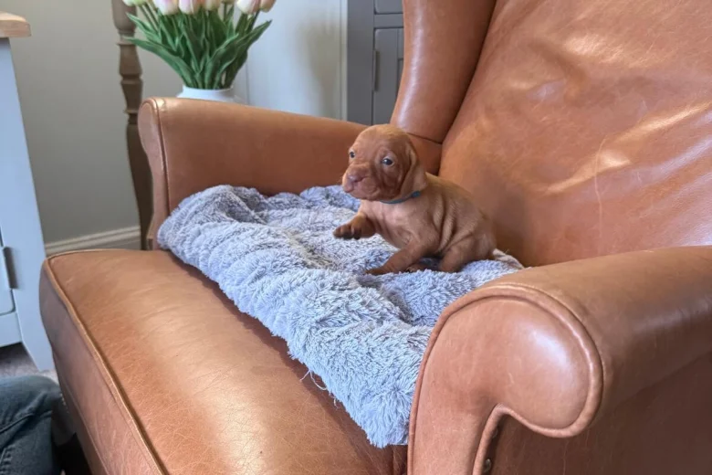 Hungarian Vizsla