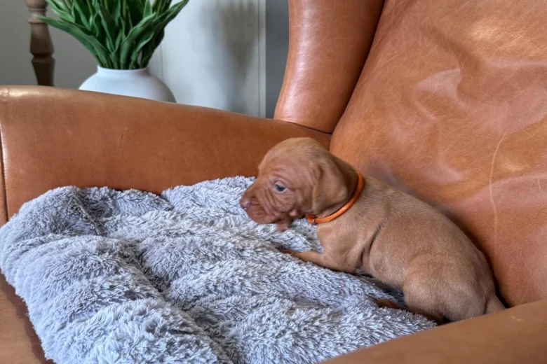 Hungarian Vizsla