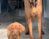 Hungarian Vizsla
