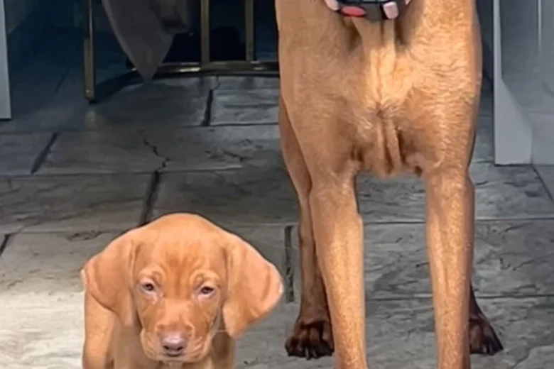 Hungarian Vizsla
