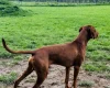 Hungarian Vizsla