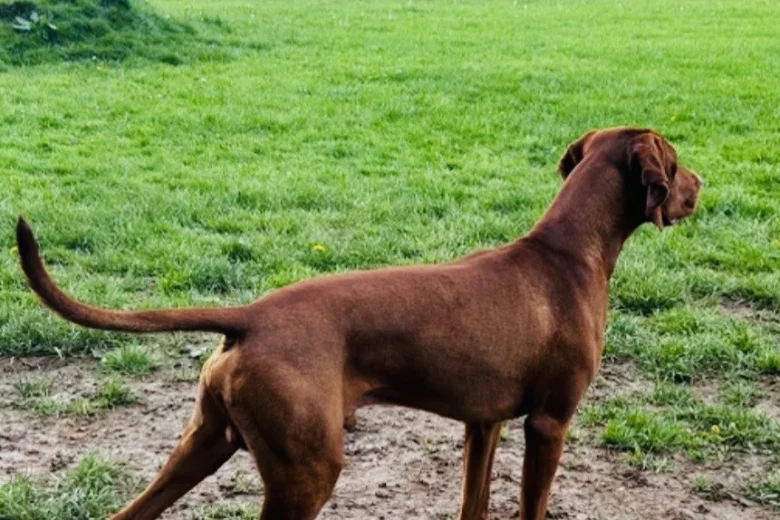 Hungarian Vizsla