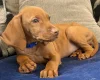 Hungarian Vizsla
