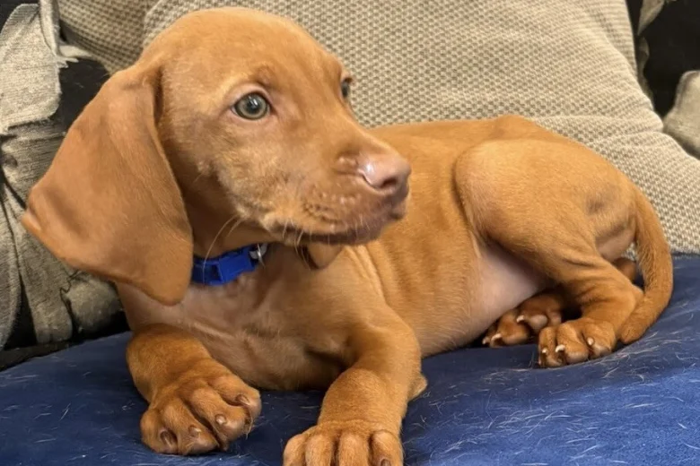 Hungarian Vizsla