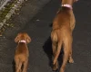 Hungarian Vizsla