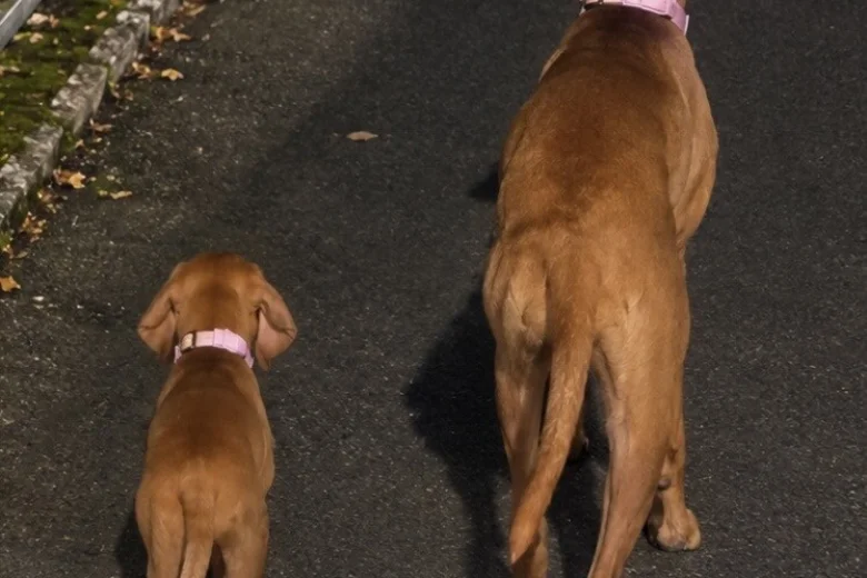 Hungarian Vizsla