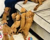Hungarian Vizsla