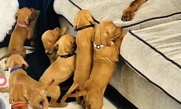 Hungarian Vizsla