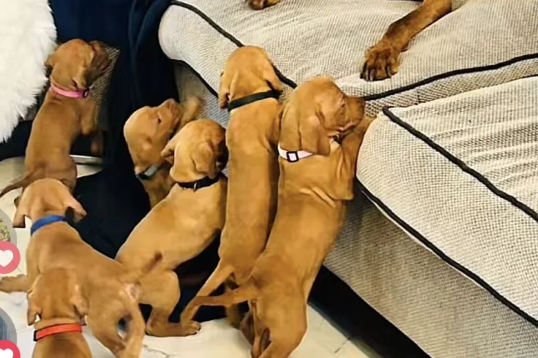 Hungarian Vizsla