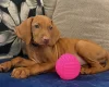 Hungarian Vizsla