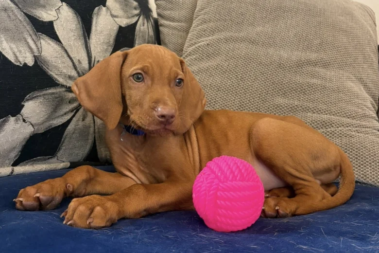 Hungarian Vizsla