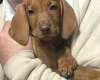 Hungarian Vizsla