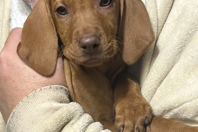 Hungarian Vizsla