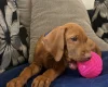 Hungarian Vizsla
