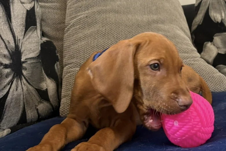 Hungarian Vizsla
