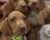 Hungarian Vizsla