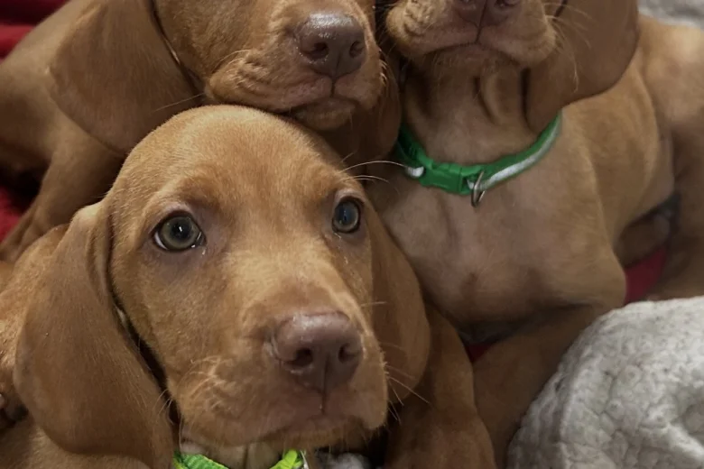 Hungarian Vizsla