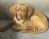 Hungarian Vizsla