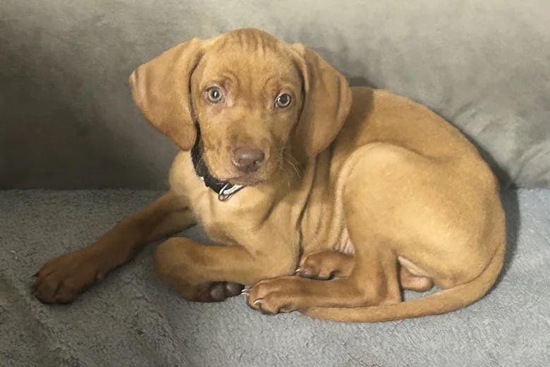 Hungarian Vizsla