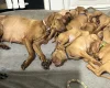 Hungarian Vizsla