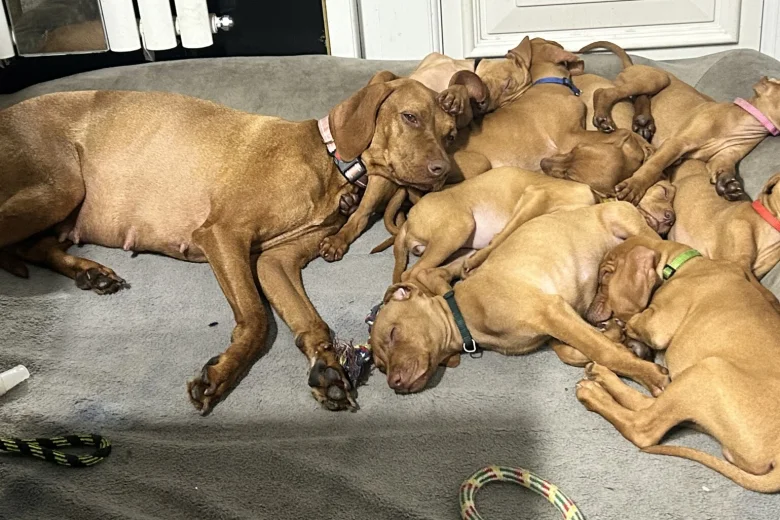 Hungarian Vizsla