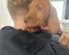 Hungarian Vizsla